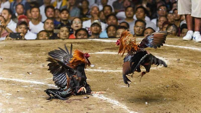 Chọn nhà cái đá gà uy tín để tham gia cá cược đá gà trực tuyến